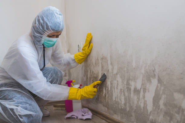 Trusted Osseo, MN Mold Removal Experts