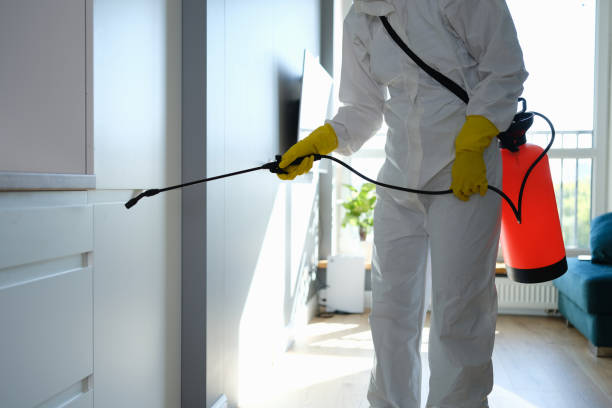 Best Real Estate Mold Inspection  in Osseo, MN