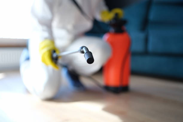 Best Mold Damage Restoration  in Osseo, MN