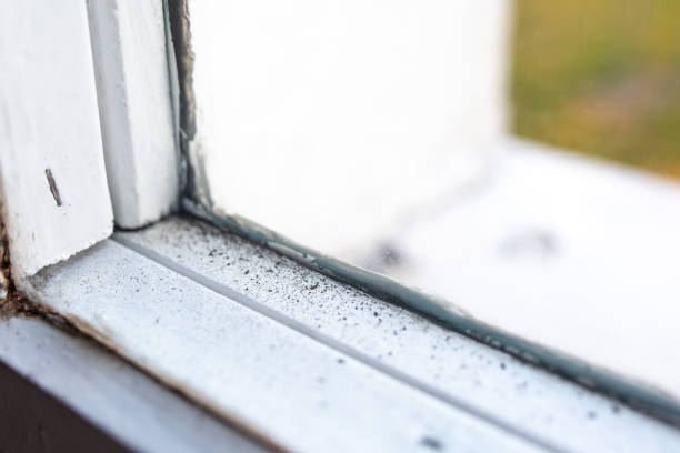 Best Mold Odor Removal Services  in Osseo, MN